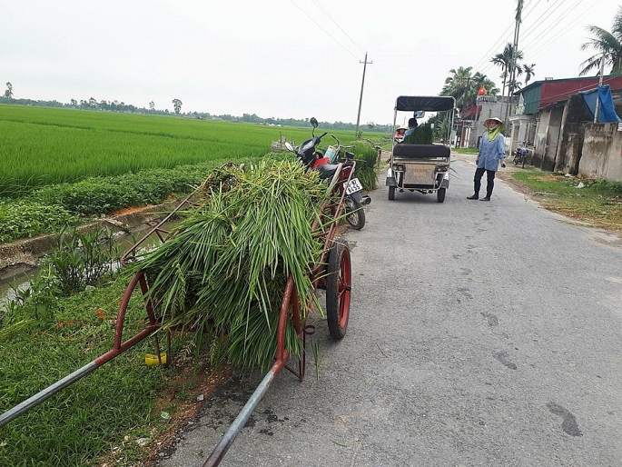 nong dan dieu dung vi xuat hien lua ma trang dong