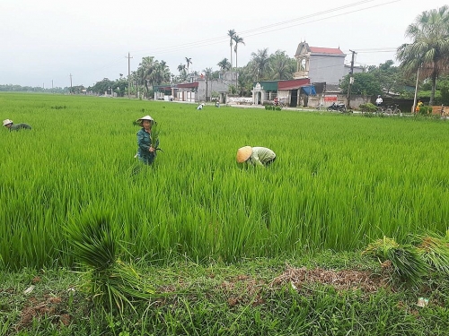 Nông dân điêu đứng vì “lúa ma” trắng đồng