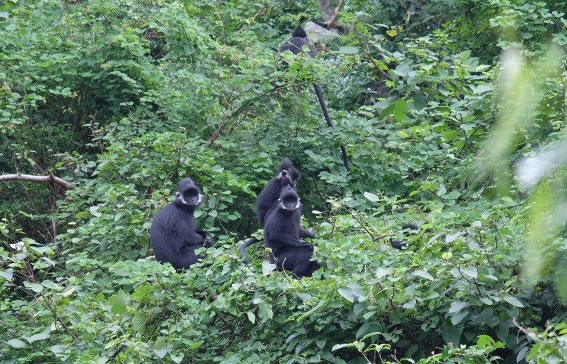 Tôn vinh những “người hùng” bảo tồn loài hoang dã giai đoạn 2010-2020
