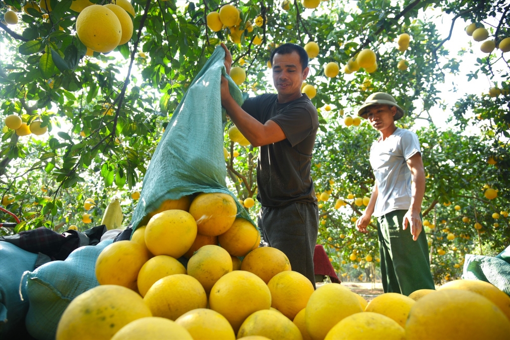 Bưởi Diễn được mùa, người dân tất bật thu hoạch phục vụ dịp cận Tết Nguyên đán 2023