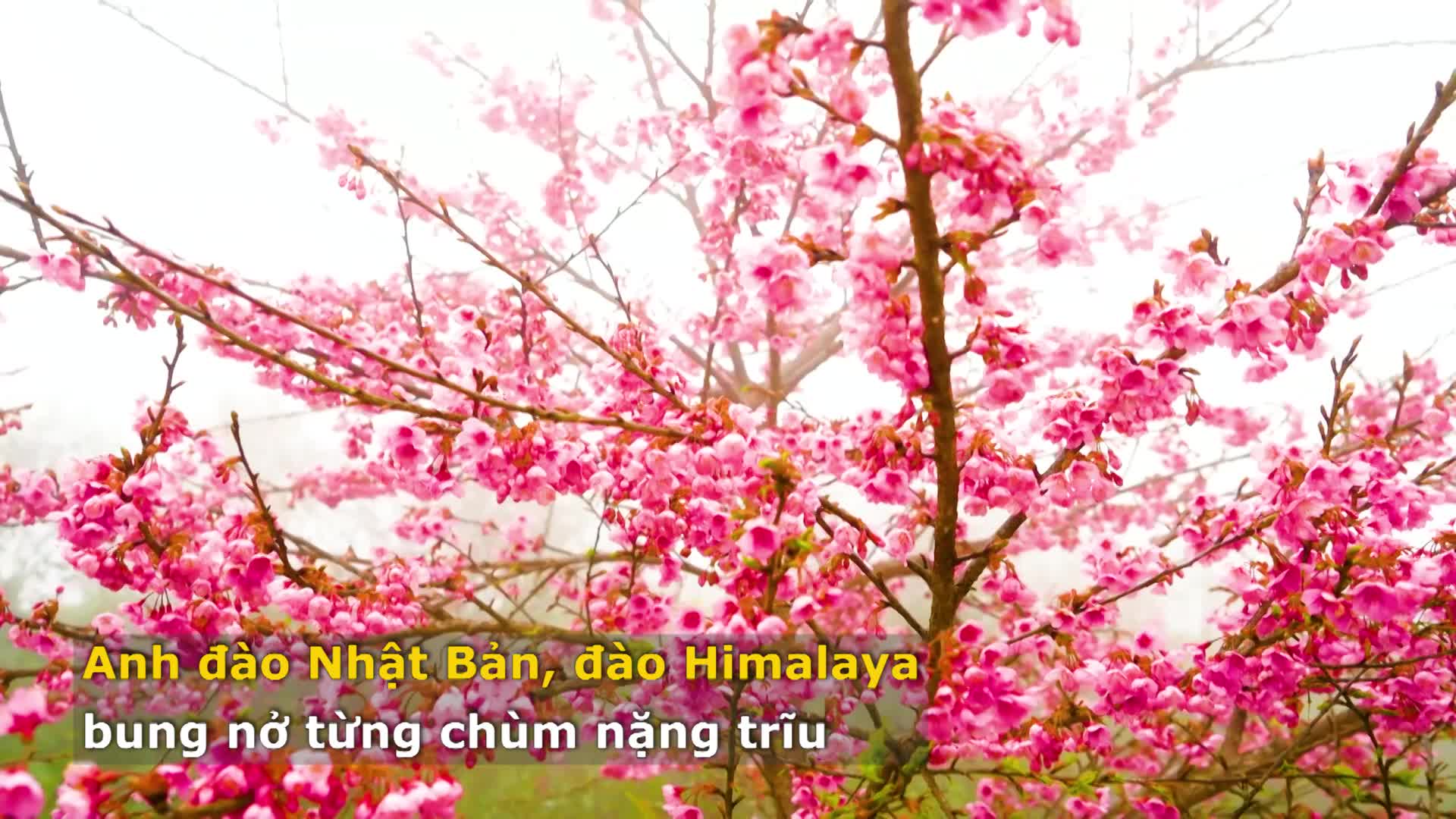 Muôn hoa khoe sắc, tưng bừng hội xuân Fansipan