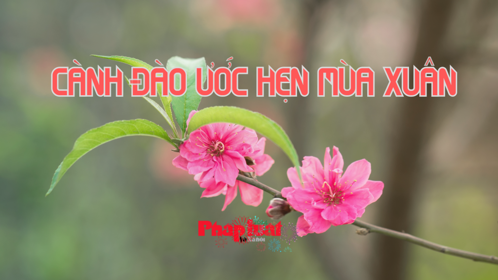 Cánh đào ước hẹn mùa xuân