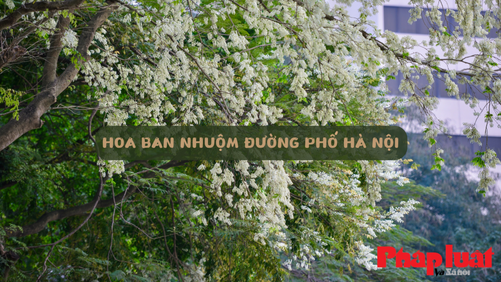 Hoa ban nhuộm đường phố Hà Nội