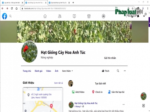 Hạt cần sa, anh túc bán tràn lan trên facebook có vi phạm?